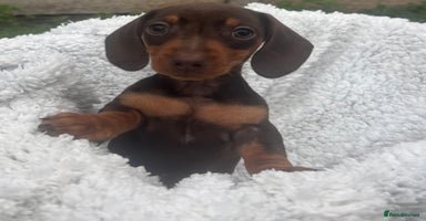 Miniature Dachshund dogs - Advert 15