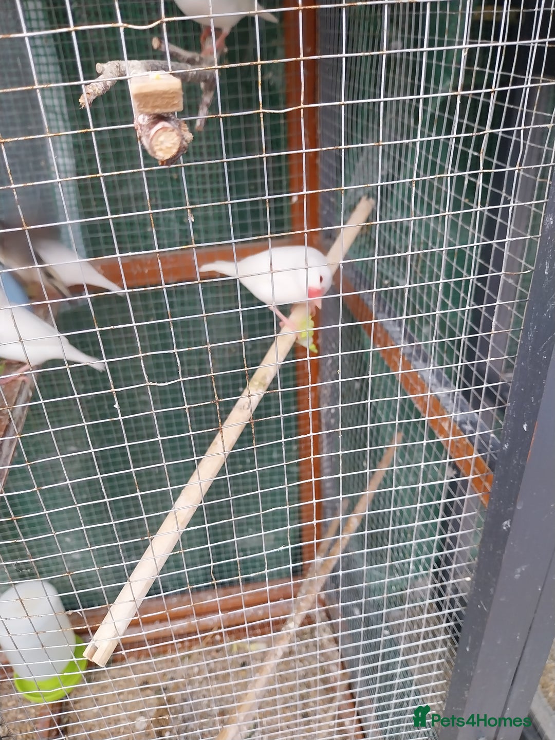 Finches birds for sale: Aviary Birds - Advert 1