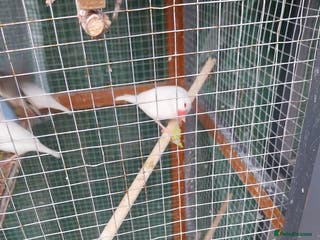 Finches birds Aviary Birds - Advert 17