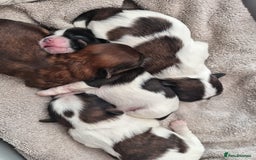 Shih Tzu dogs for sale: Adorable shih tzu puppy's  - Image 2