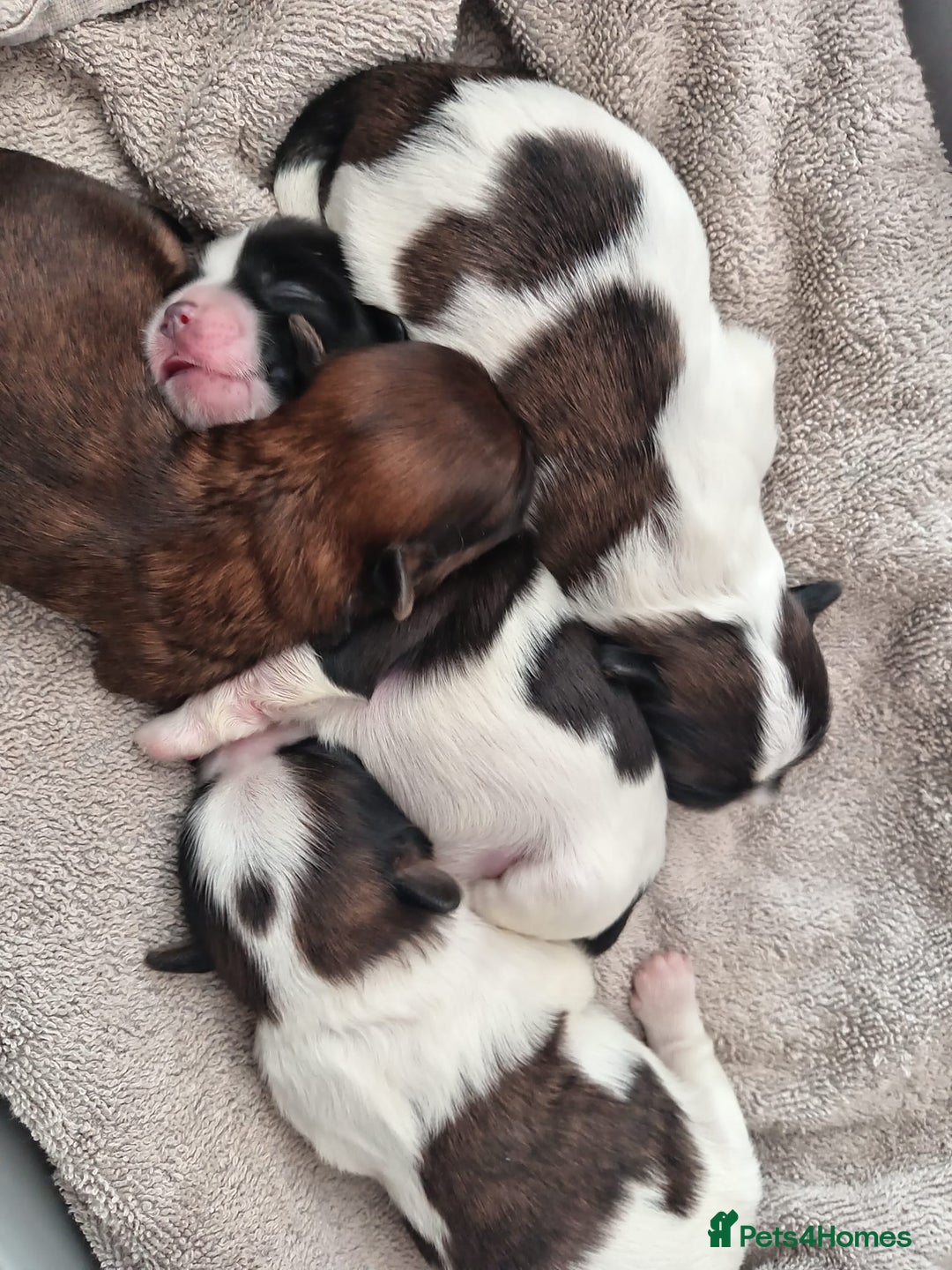 Shih Tzu dogs for sale: Adorable shih tzu puppy's  - Image 2