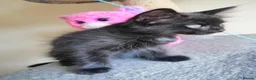 Mixed Breed cats for sale: wonderful kittens😻 - Advert 5