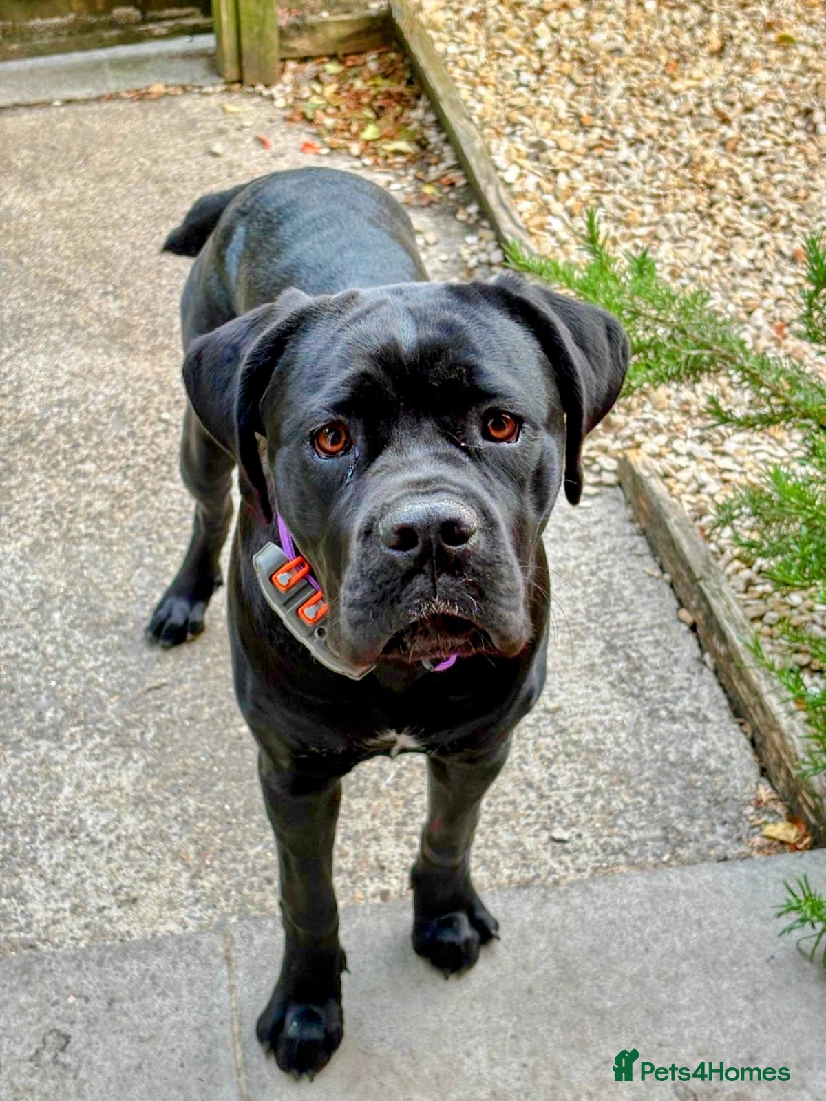 Cane Corso dogs Cane Corso female  - Advert 1