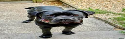 Cane Corso dogs for sale: Cane Corso female  in Salisbury - Advert 1