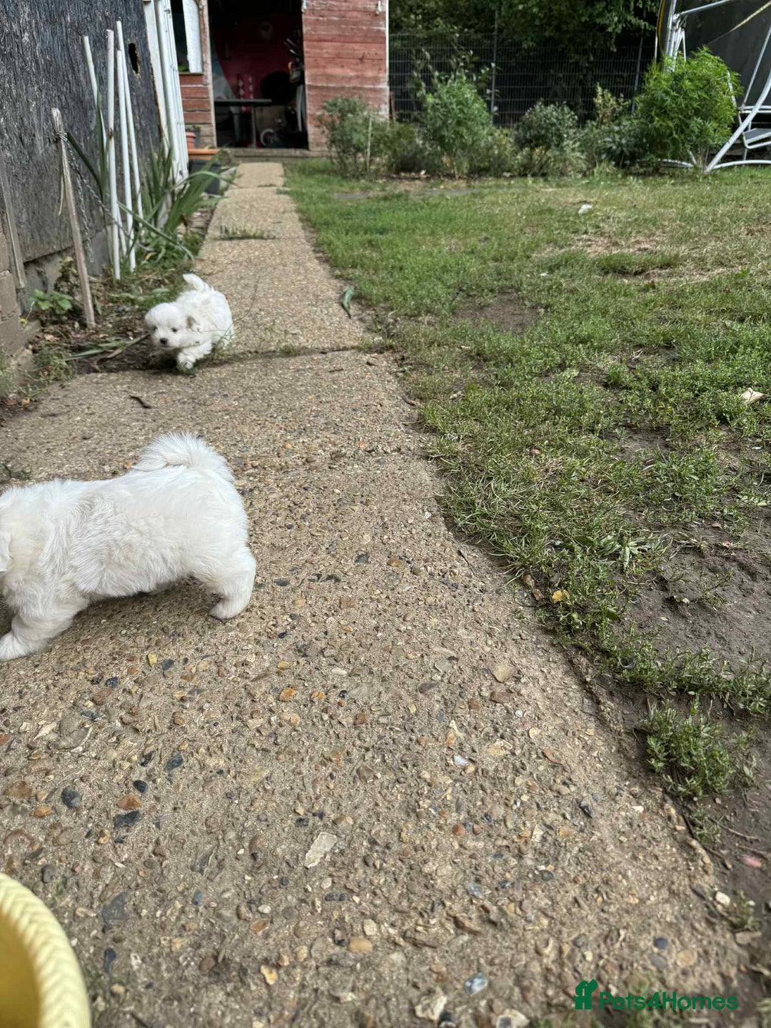 Maltese dogs for sale: Puppies Bichon Maltese Size Mini Toy - Image 6