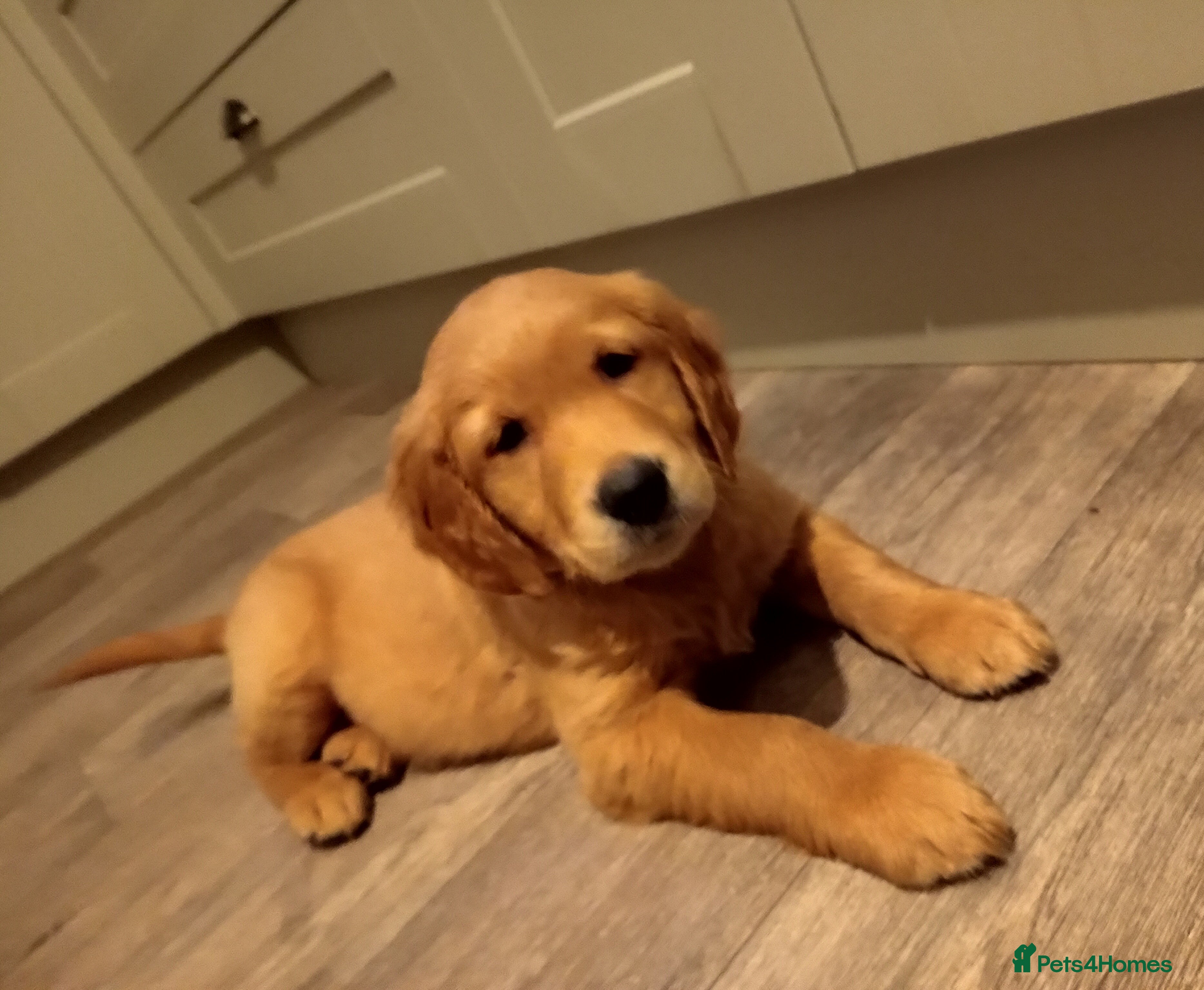 Golden Retriever dogs ⭐  DNA clear DARK Golden retriever puppies 🐶 - Advert 14