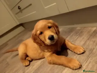 Golden Retriever dogs ⭐ DNA clear DARK Golden retriever puppies 🐶 - Advert 14