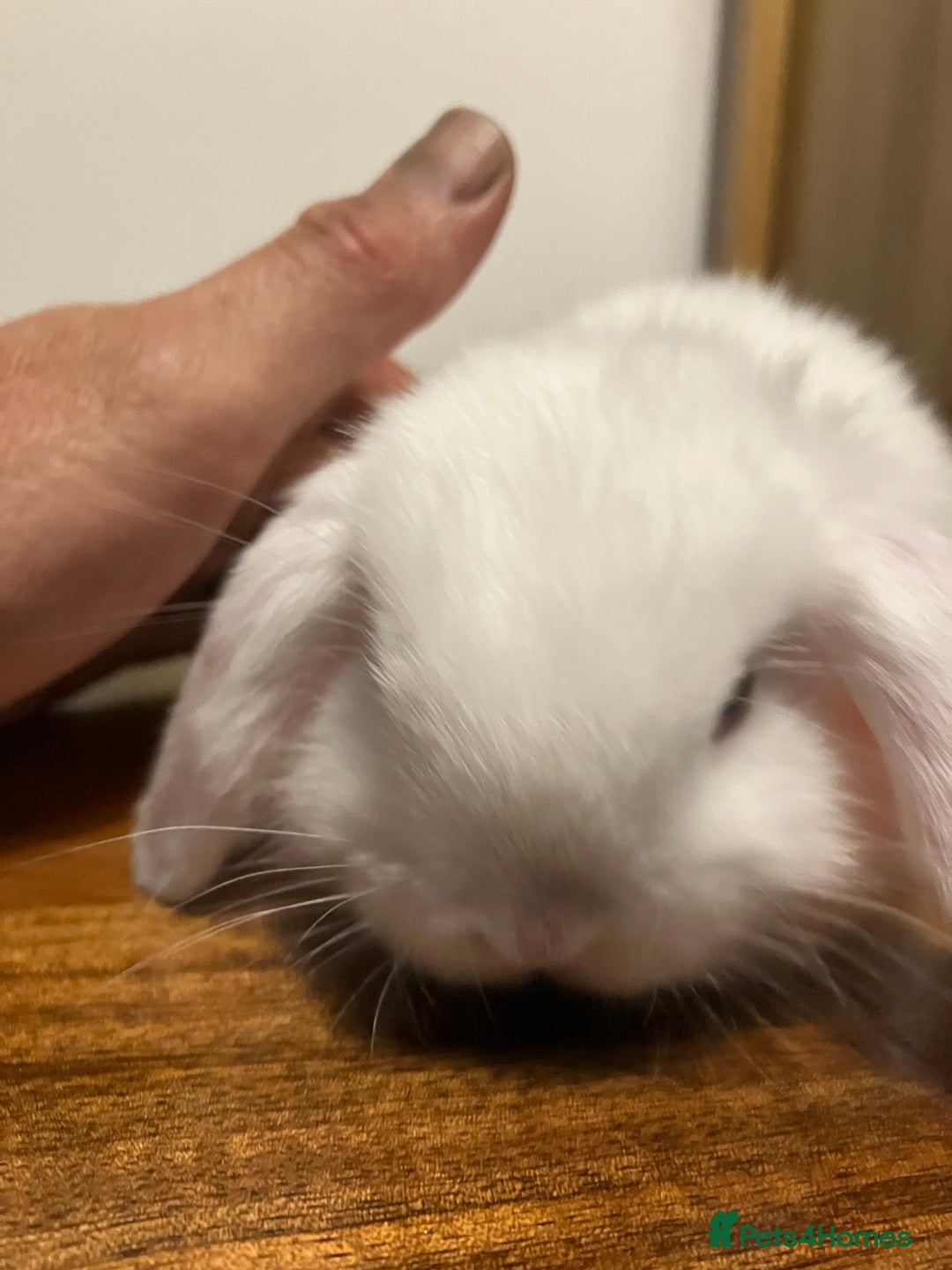 Mini Lop rabbits for sale: Mini Lop Bunnies for sale - Image 14