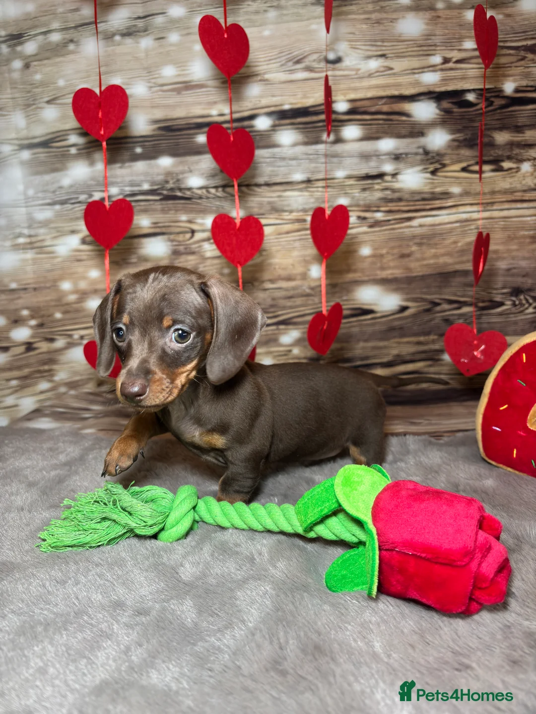 Miniature Dachshund dogs for sale: Outstanding tiny smooth coat dachshund  - Advert 5