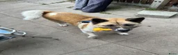 Akita dogs for sale: Female Akita  - Advert 1