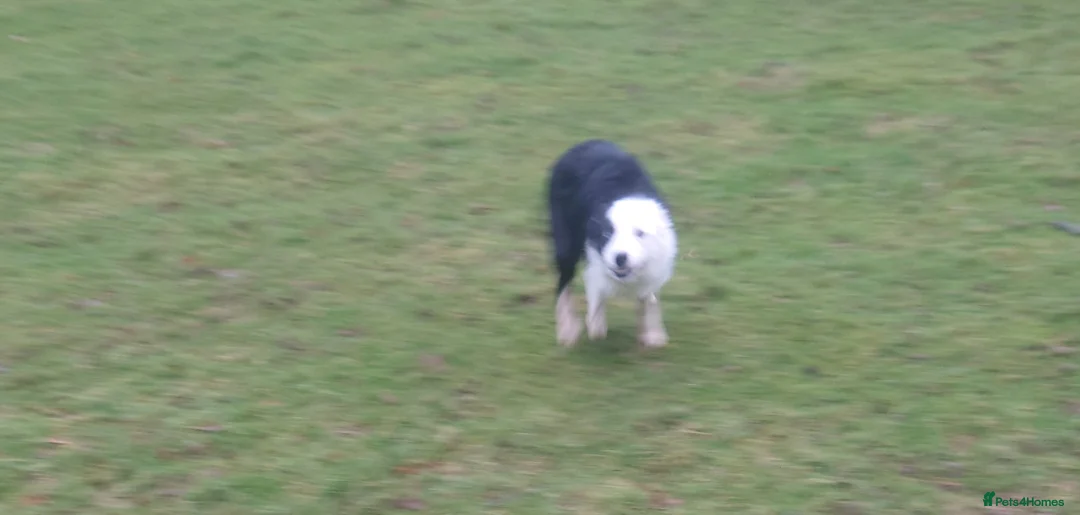 Border Collie dogs for sale: Border collie female for sale  - Advert 3