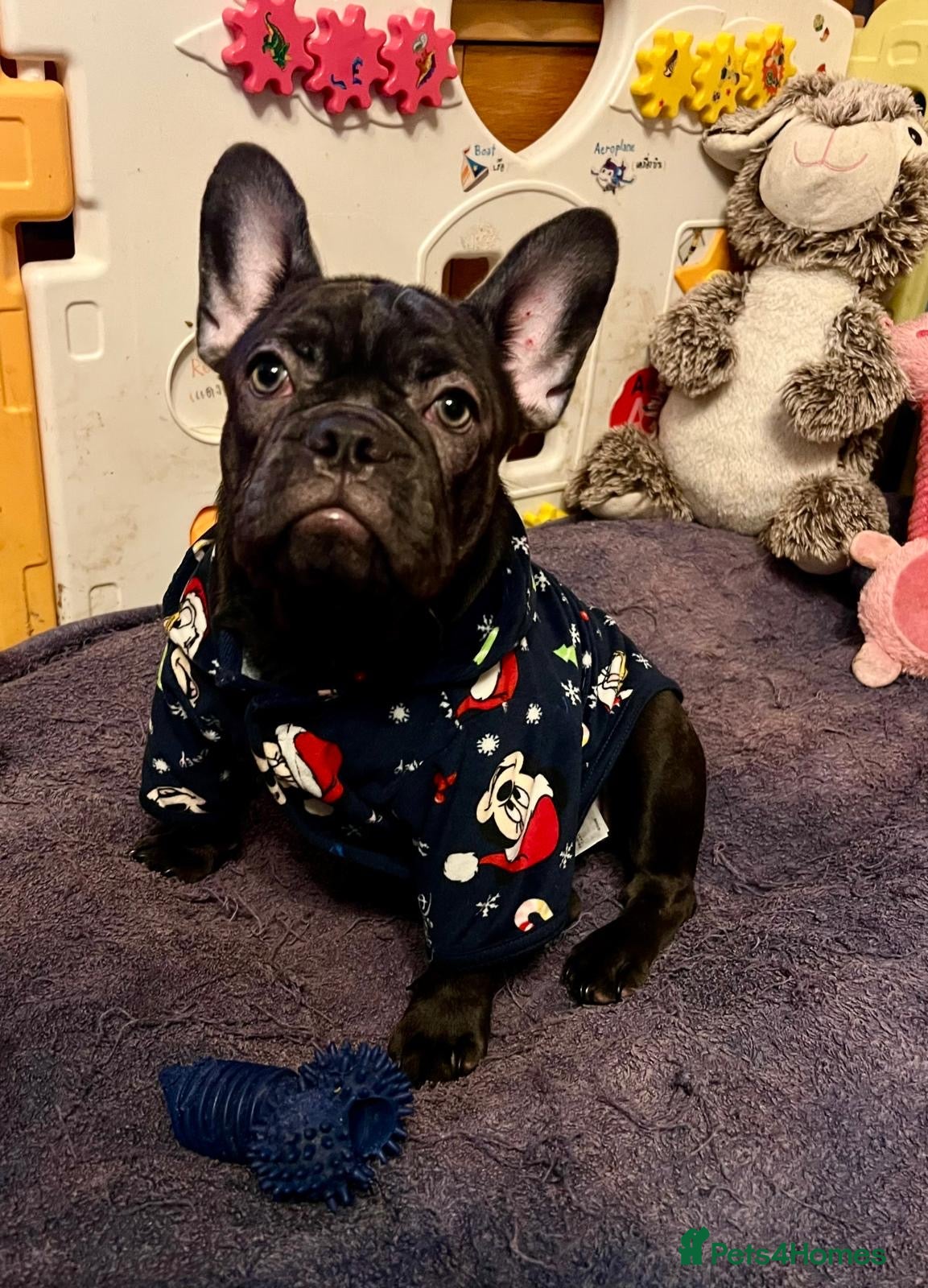 French Bulldog dogs LEFT 1 French Bulldog Girl 🐶  & 1 Boys 🐶❤️ - Advert 18