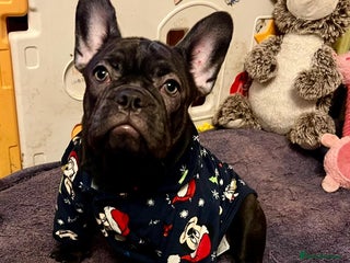 French Bulldog dogs LEFT 1 French Bulldog Girl 🐶 & 1 Boys 🐶❤️ - Advert 4