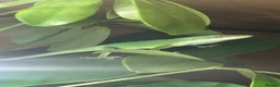 Anole reptiles for sale: Female green tree anole  - Advert 5