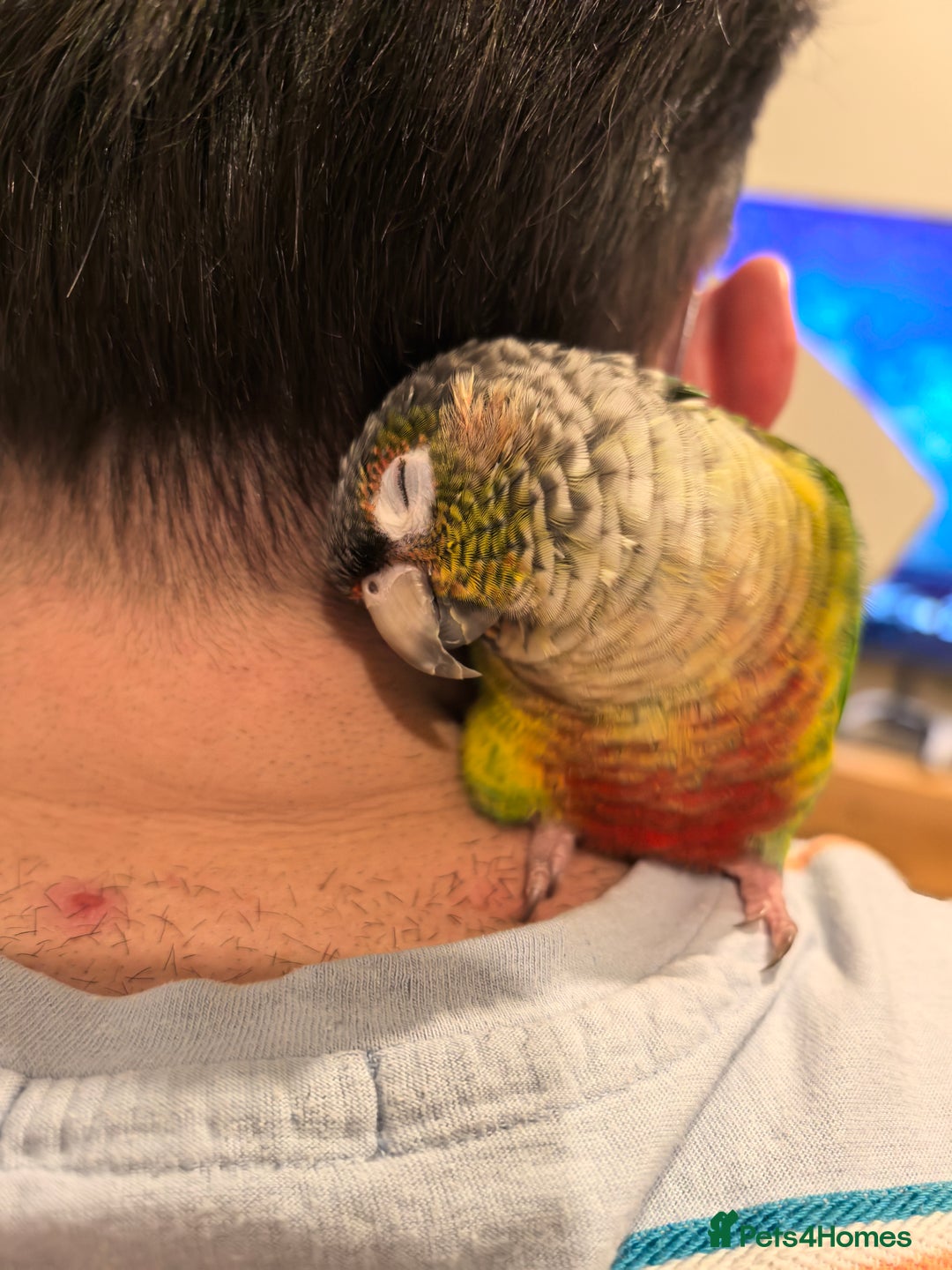 Conures birds for sale: Green cheek conure - Image 1