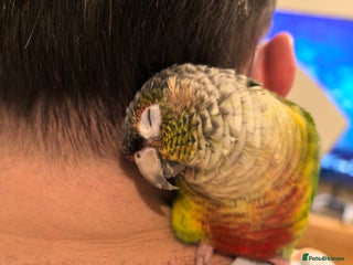 Conures birds for sale - Advert 1