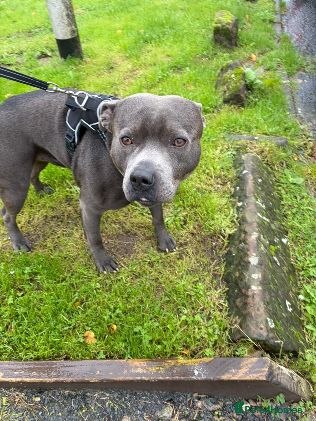 Staffordshire Bull Terrier dogs for stud: Blue staffy for stud  - Advert 1
