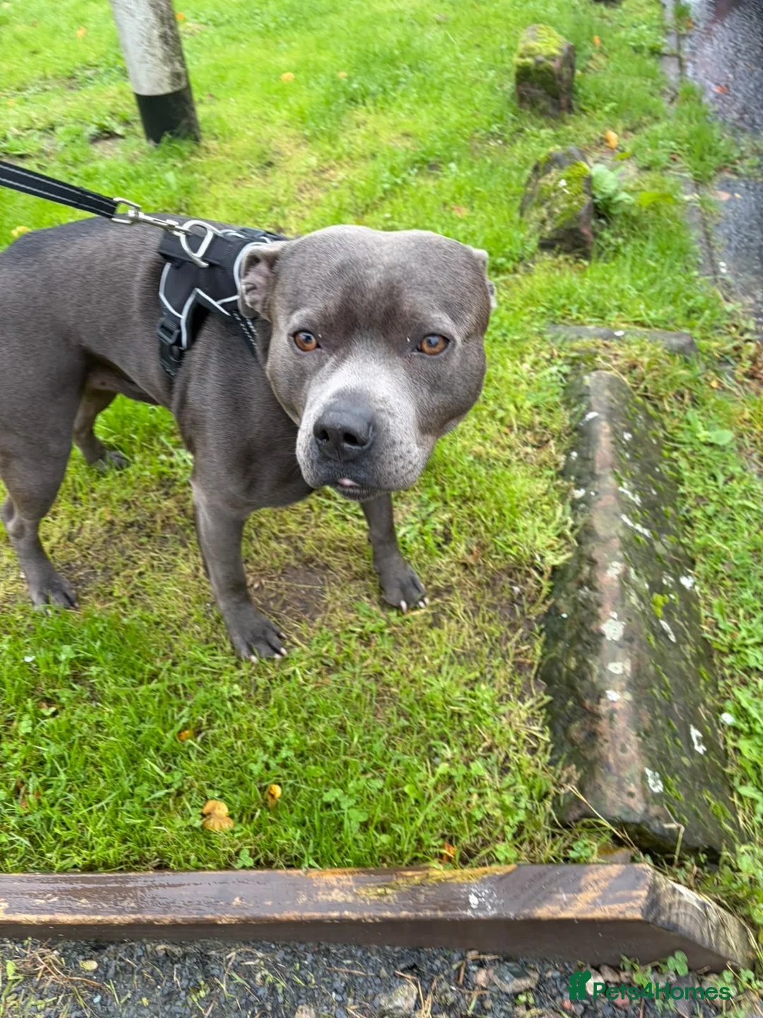 Staffordshire Bull Terrier dogs for stud: Blue staffy for stud  in Frizington - Advert 1