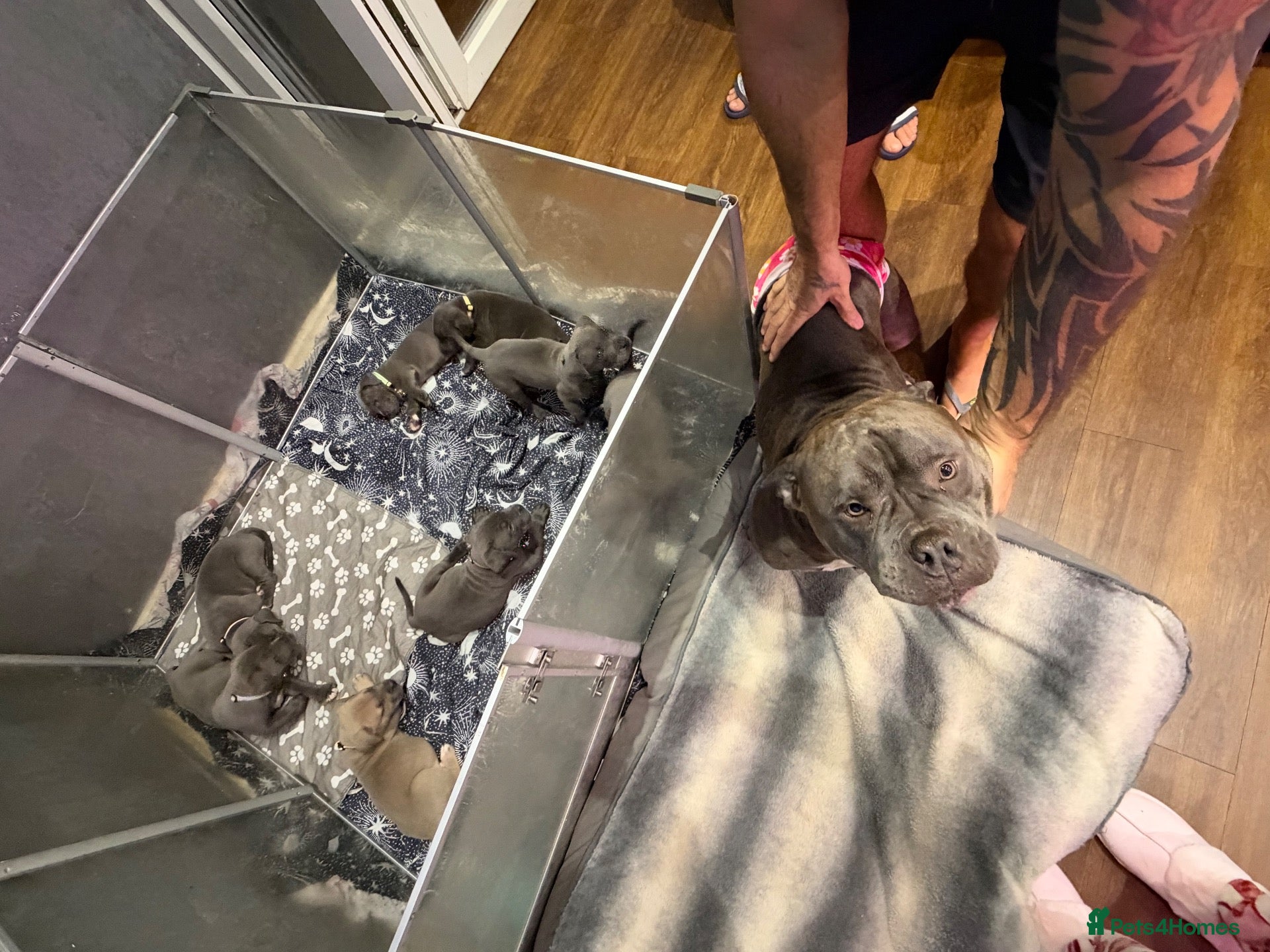 American Bully dogs ABKC REGISTERED POCKET BULLYS - Advert 1