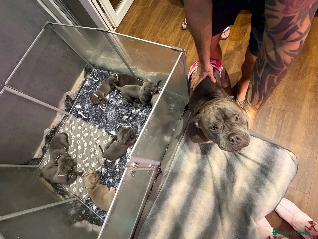 American Bully dogs for sale: ABKC REGISTERED POCKET BULLYS - Advert 1