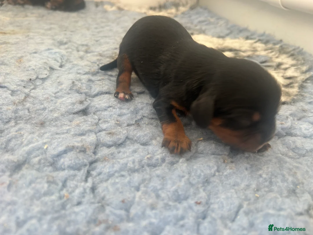 Cavalier King Charles Spaniel dogs for sale: 3 boys available! Health tested parents! - Advert 4