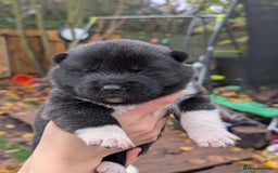 Akita dogs for sale: Akita Puppies - Advert 4