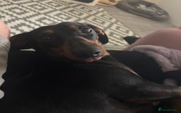 Dachshund dogs for sale: Lotty - Image 2