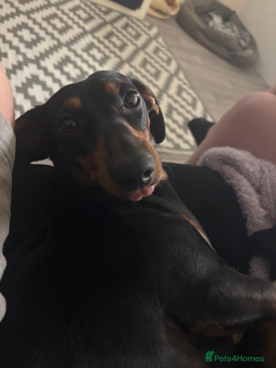 Dachshund dogs for sale: Lotty - Image 2