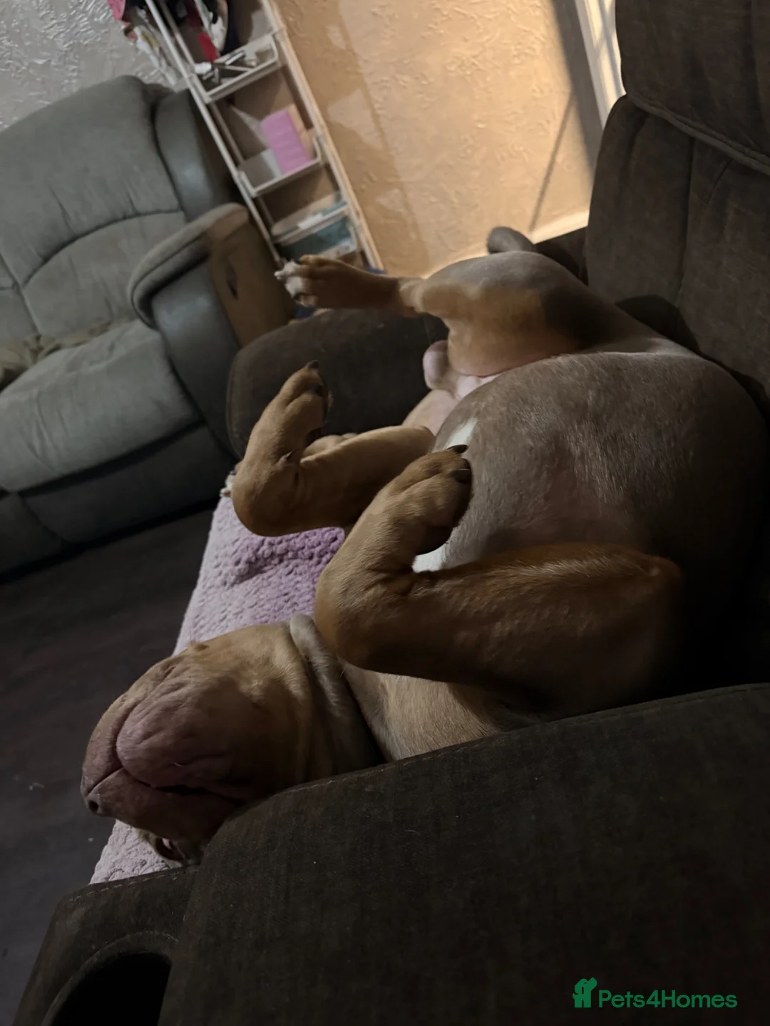 Mixed Breed dogs for sale: Olde English cross American bulldog in Wymondham - Advert 2