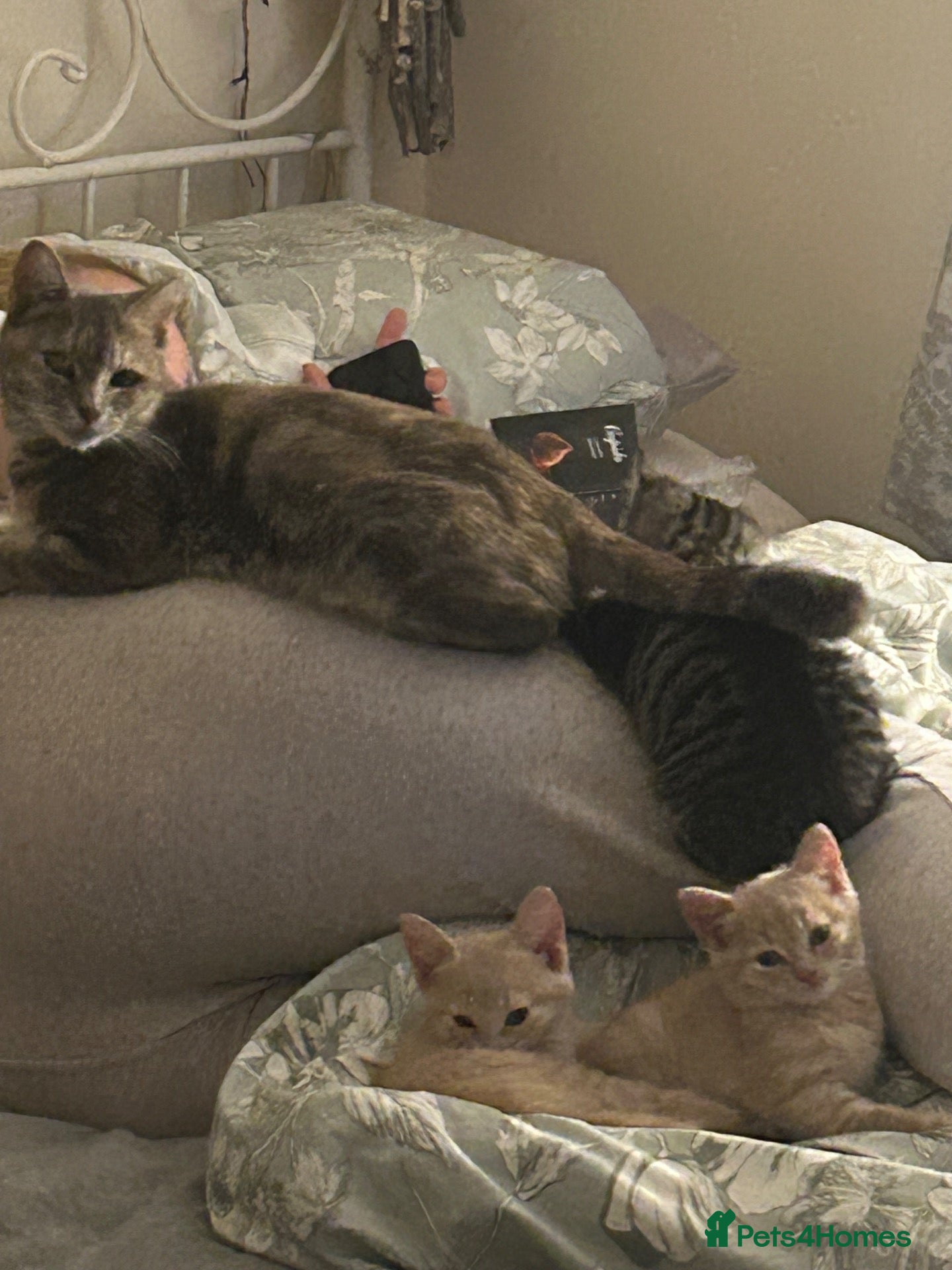 Mixed Breed cats for sale: Beautiful Kittens - Advert 12