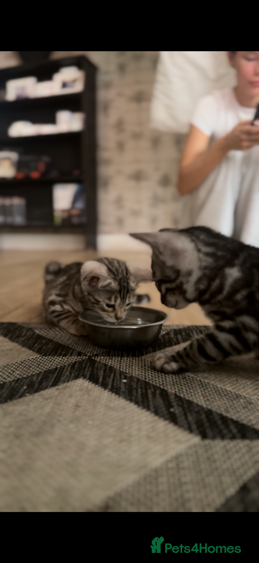 Bengal cats for sale: 1silver female  bengal 1charcoal male bengal pure - Image 5