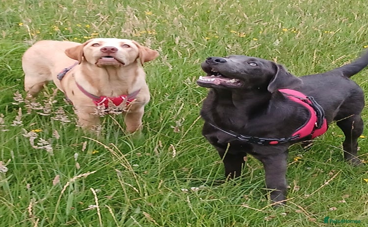 Labrador Retriever dogs - Advert 15