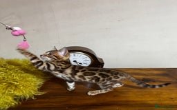 Bengal cats for sale: TICA Bengal kittens for sale . 🐱 - Image 35
