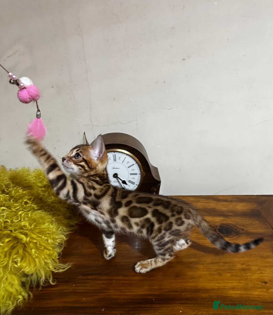 Bengal cats for sale: TICA Bengal kittens for sale . 🐱 - Image 35