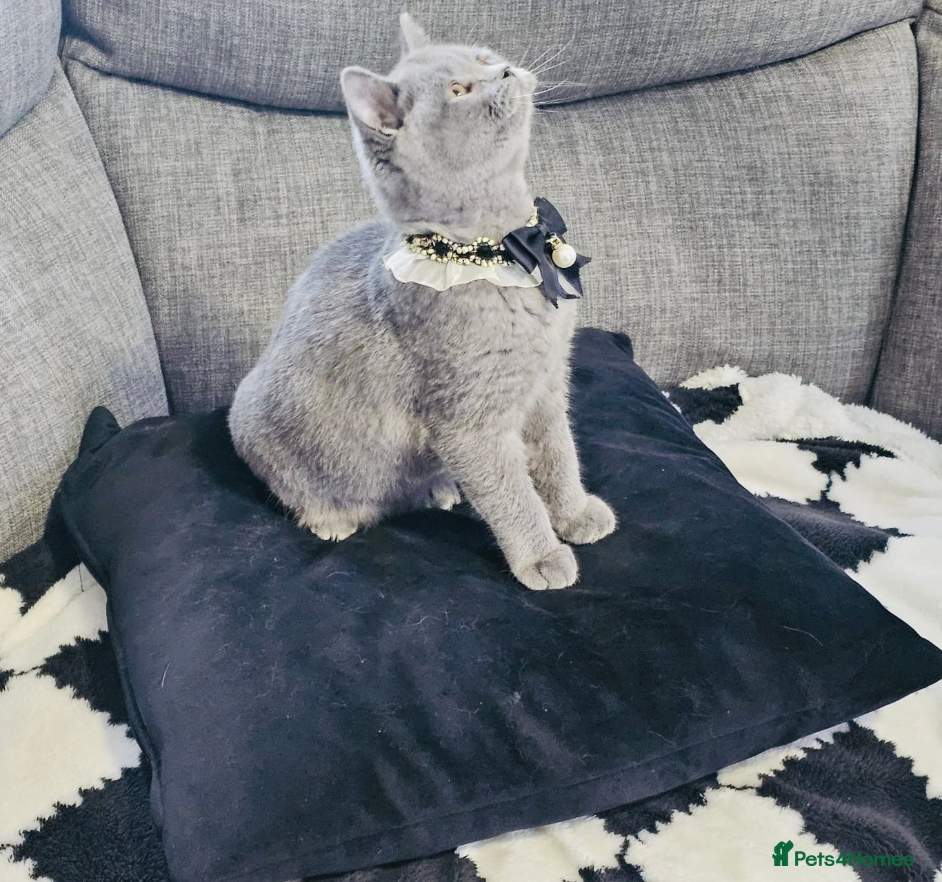 British Shorthair cats Stunning Blue British Shorthair Kitten 19 Weeks! - Advert 10