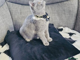 British Shorthair cats Stunning Blue British Shorthair Kitten 19 Weeks! - Advert 4