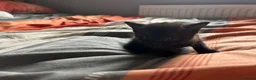 British Shorthair cats for sale: Kittens x4 - Advert 25