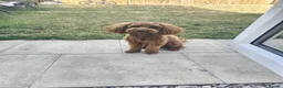 Cavapoo dogs for sale: 14 Month Old Male Cavapoo Looking for Forever Home in Mansfield - Advert 1