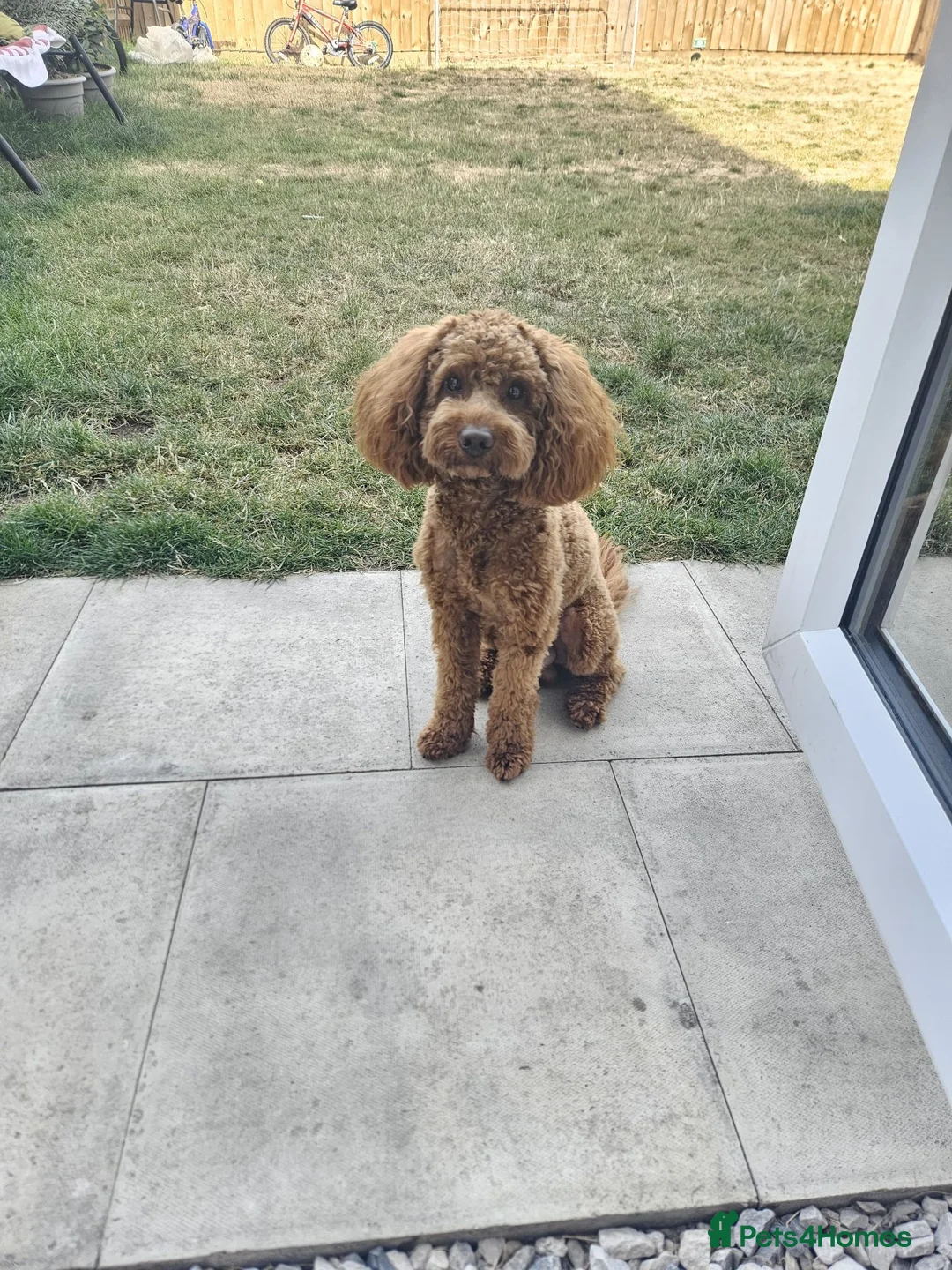 Cavapoo dogs for sale: 14 Month Old Male Cavapoo Looking for Forever Home in Mansfield - Advert 1
