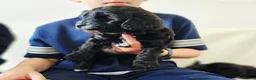 Cockapoo dogs for sale: F1B Show Cockerpoo puppies 3 available girls - Advert 16