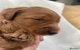 Mini Goldendoodle dogs for sale: 8 Lovingly Raised Miniature Goldendoodles  - Image 13
