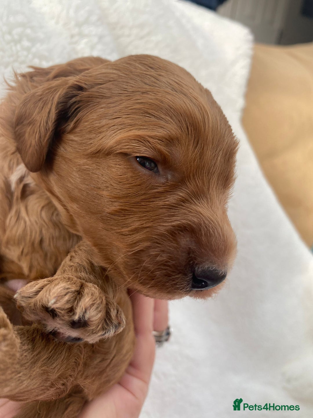 Mini Goldendoodle dogs for sale: 8 Lovingly Raised Miniature Goldendoodles  - Image 13