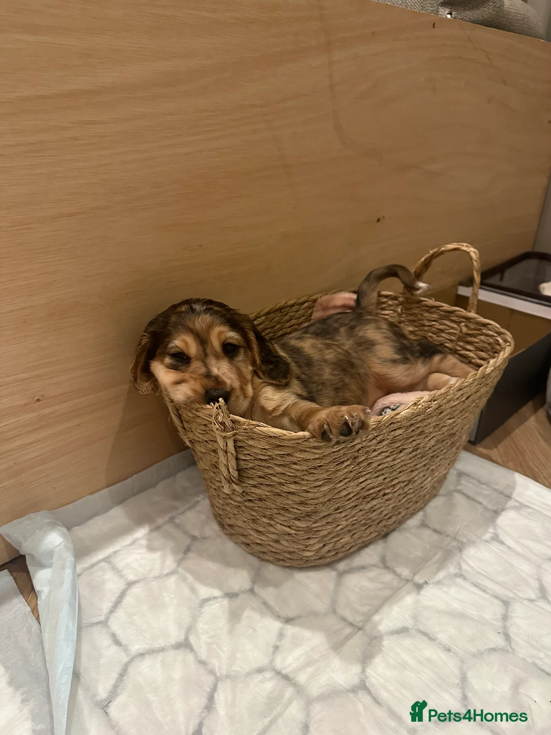 Cocker Spaniel dogs for sale: Working cocker spaniels - Advert 9