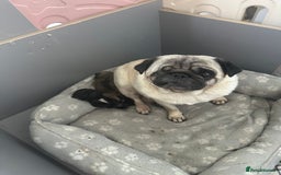 Pug dogs for sale: Adorable Pug Puppies Ready now! ❤️🐶🐾 - Image 5