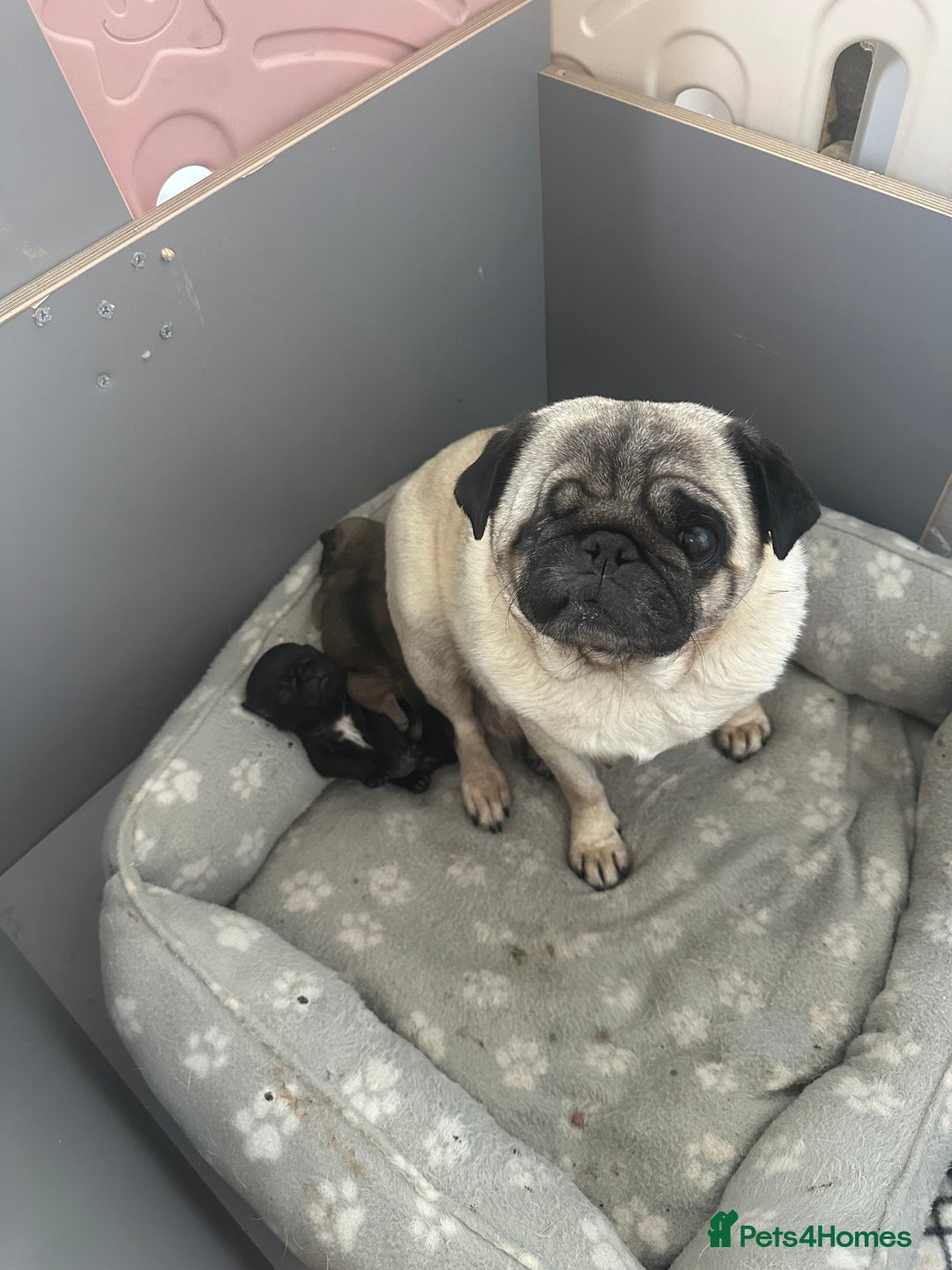 Pug dogs for sale: Adorable Pug Puppies Ready now! ❤️🐶🐾 - Image 5