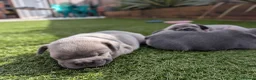 French Bulldog dogs for sale: French bulldog puppies  - Advert 15