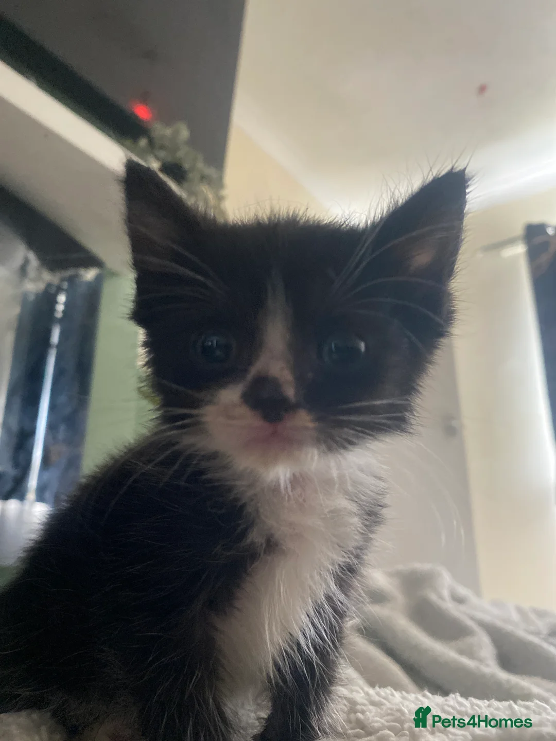 Mixed Breed cats for sale: 2 black an white female tabby  in Croydon - Advert 2