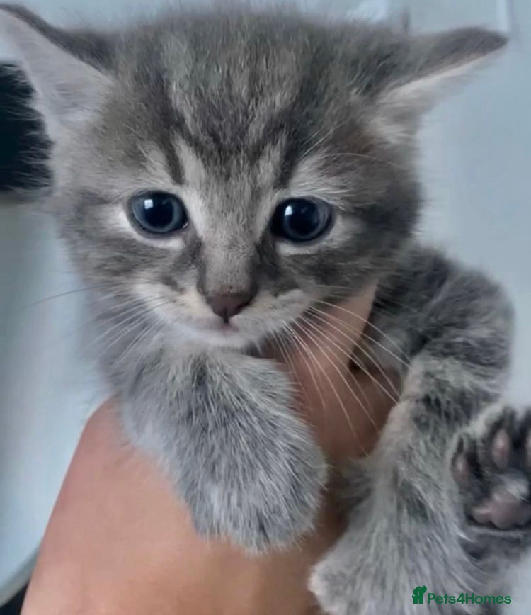 Mixed Breed cats Grey tabby kittens  (read advert) - Advert 2