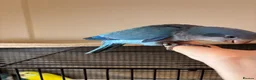 Parrots birds for sale: Cuddly blue quaker parrots for new home - Advert 4