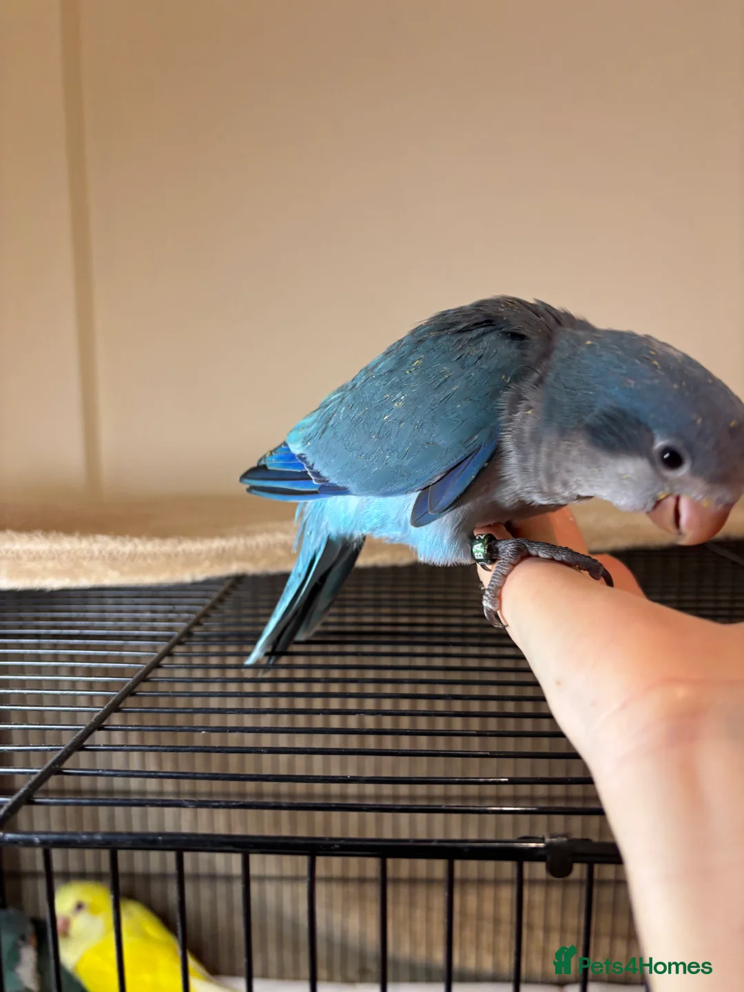 Parrots birds for sale: Cuddly blue quaker parrots for new home - Advert 4